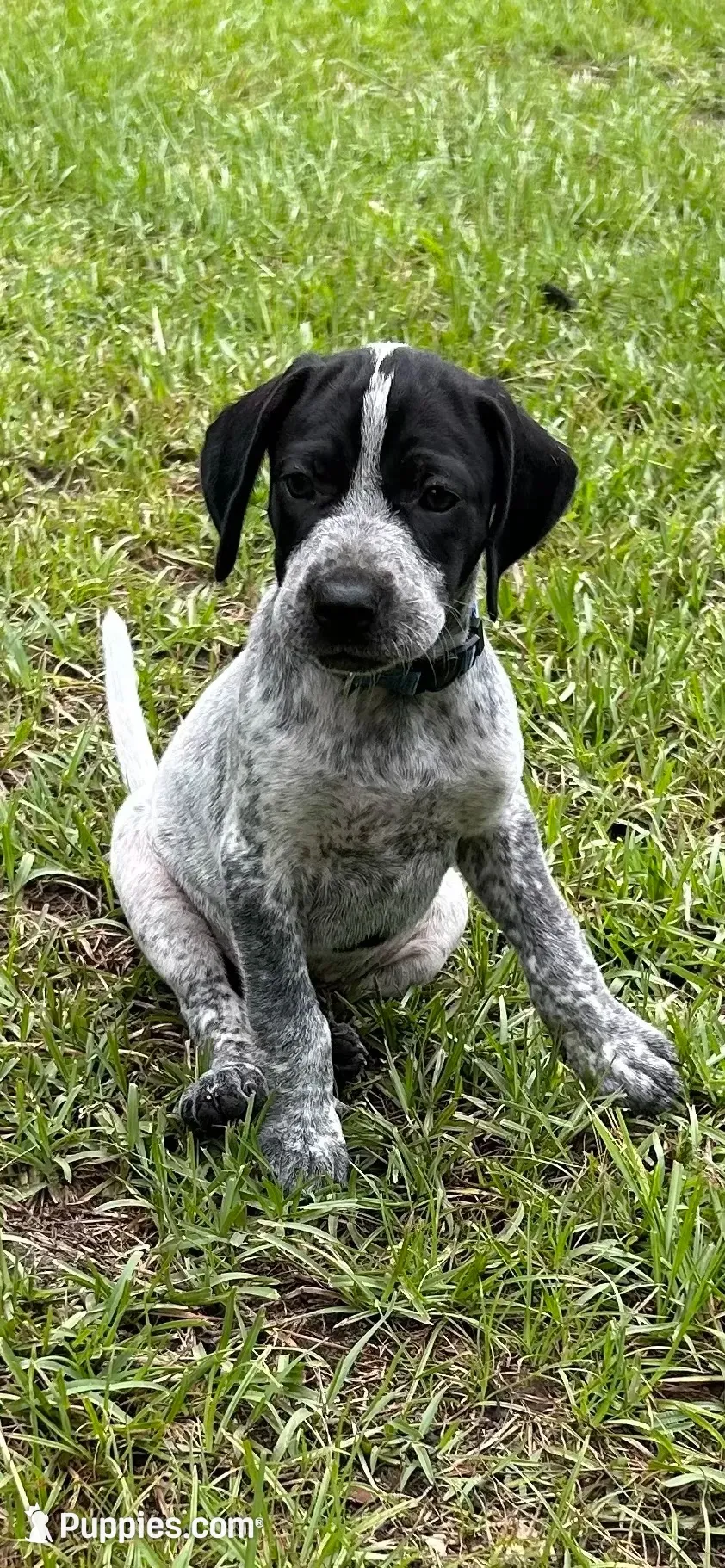 Blue, a male German Shorthaired Pointer and Pointer for sale in Richmond Hill, GA – 5 of 5
