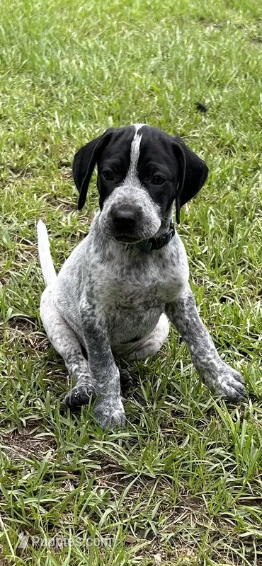 Blue – German Shorthaired Pointer puppy for sale in Richmond Hill, GA