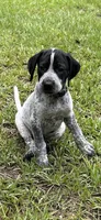 Blue, a male German Shorthaired Pointer for sale in Richmond Hill, GA – 1 of 2