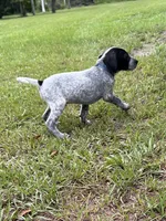 Blue, a male German Shorthaired Pointer for sale in Richmond Hill, GA – 2 of 2