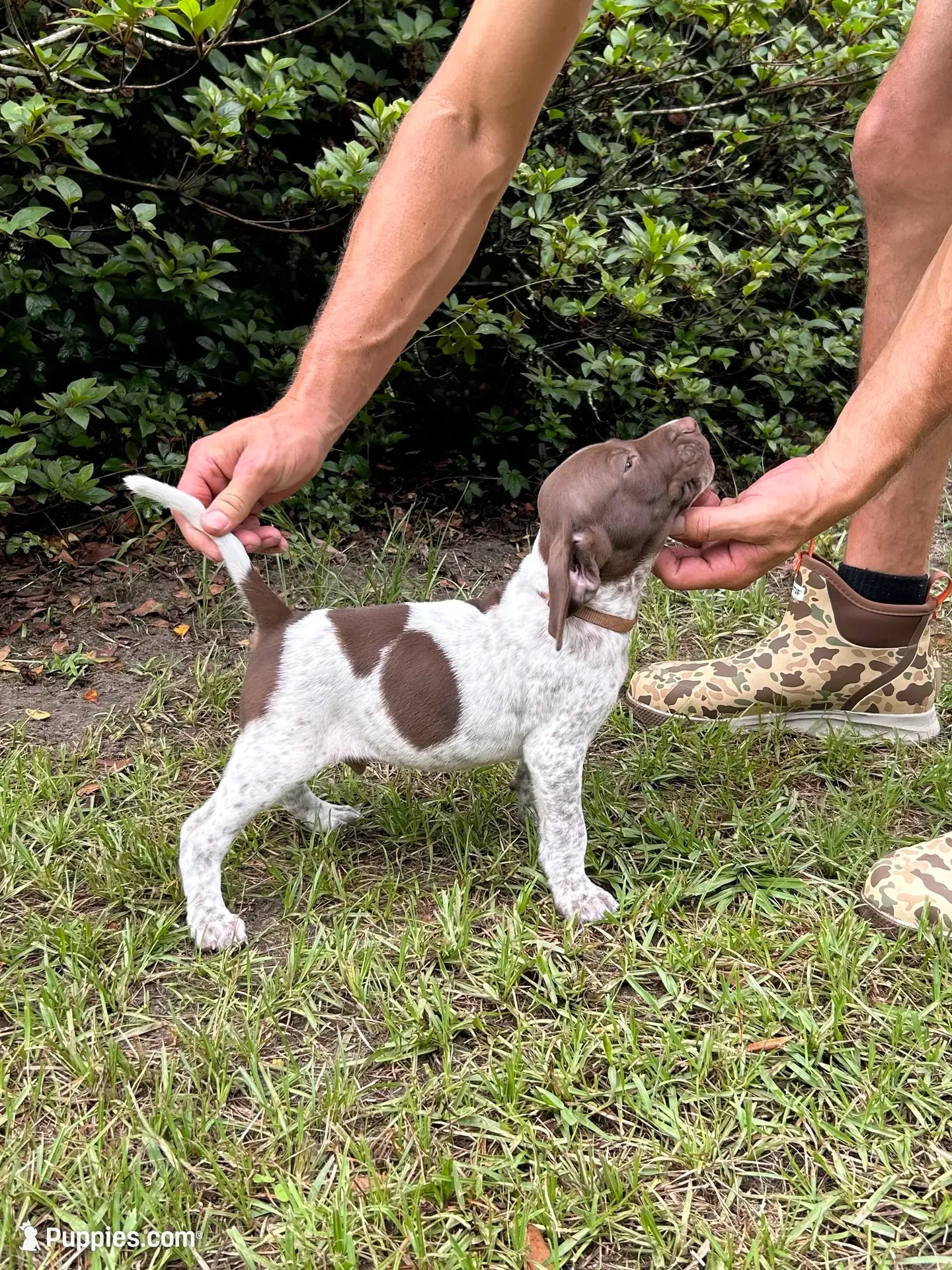 Bradley/Orange, a male German Shorthaired Pointer for sale in Richmond Hill, GA – 2 of 3