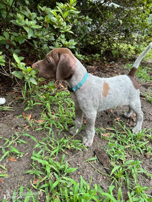 Bo/light blue , a male German Shorthaired Pointer for sale in Richmond Hill, GA – 1 of 1