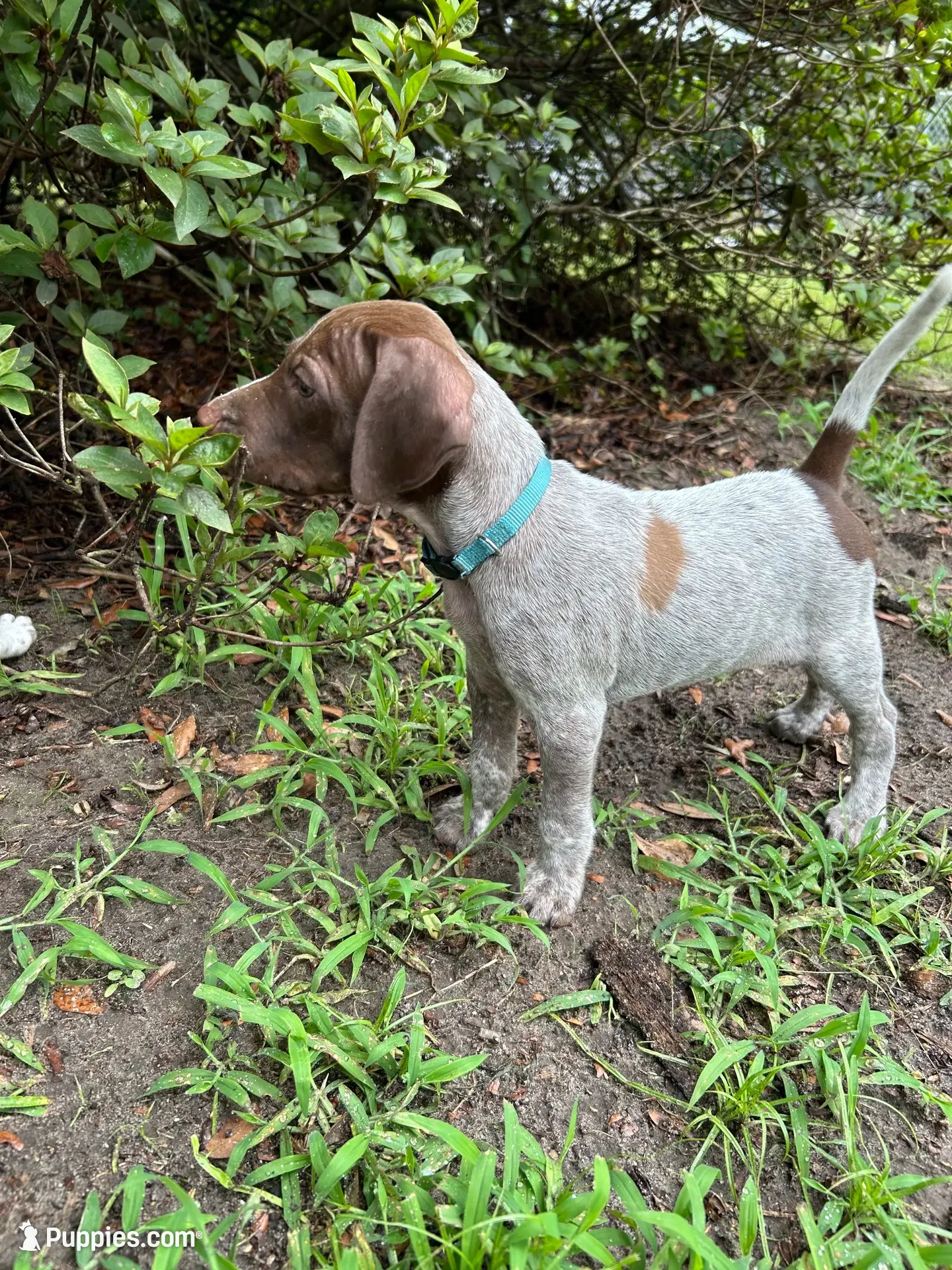 Bo/light blue , a male German Shorthaired Pointer for sale in Richmond Hill, GA – 1 of 1