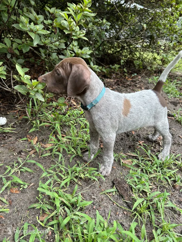Bo/light blue  – German Shorthaired Pointer puppy for sale in Richmond Hill, GA