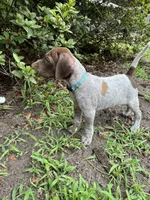 Bo/light blue , a male German Shorthaired Pointer for sale in Richmond Hill, GA – 1 of 5