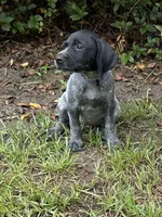 Willow/purple, a female German Shorthaired Pointer for sale in Richmond Hill, GA – 5 of 5