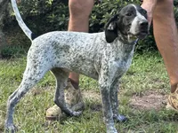 Blue, a male German Shorthaired Pointer and Pointer for sale in Richmond Hill, GA – 1 of 5