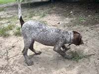 Brownie, a male German Shorthaired Pointer for sale in Richmond Hill, GA – 6 of 7