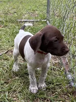 Champ/Red, a male German Shorthaired Pointer for sale in Richmond Hill, GA – 3 of 6