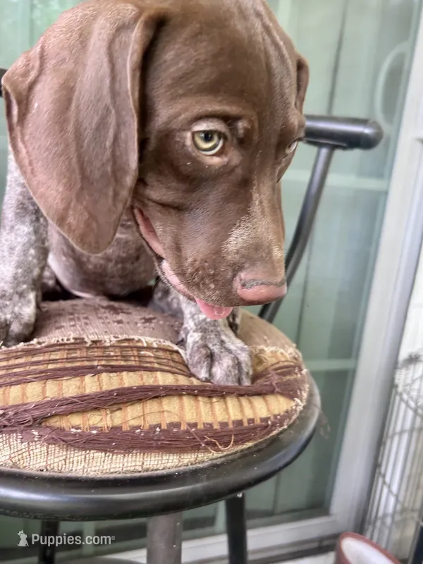 Brownie – German Shorthaired Pointer puppy for sale in Richmond Hill, GA