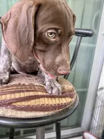 Brownie, a male German Shorthaired Pointer for sale in Richmond Hill, GA – 1 of 7