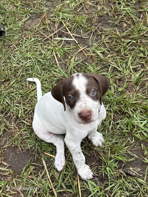 Banjo/green  – German Shorthaired Pointer puppy for sale in Richmond Hill, GA