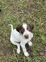 Banjo/green , a male German Shorthaired Pointer for sale in Richmond Hill, GA – 4 of 4