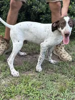 Banjo, a male German Shorthaired Pointer and Pointer for sale in Richmond Hill, GA – 2 of 3