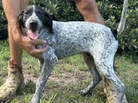 Blue, a male German Shorthaired Pointer and Pointer for sale in Richmond Hill, GA – 2 of 5