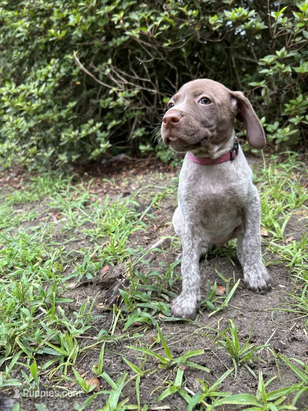 Molly/pink – German Shorthaired Pointer puppy for sale in Richmond Hill, GA