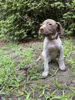Molly/pink, a female German Shorthaired Pointer for sale in Richmond Hill, GA – 1 of 2