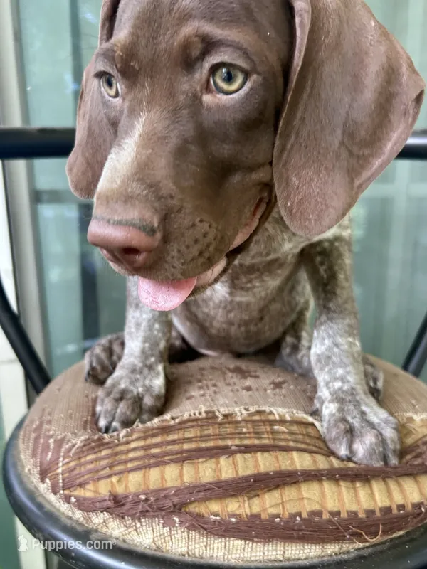 Brownie – German Shorthaired Pointer puppy for sale in Richmond Hill, GA
