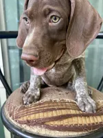 Brownie, a male German Shorthaired Pointer for sale in Richmond Hill, GA – 5 of 7