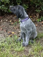 Willow/purple, a female German Shorthaired Pointer for sale in Richmond Hill, GA – 2 of 5