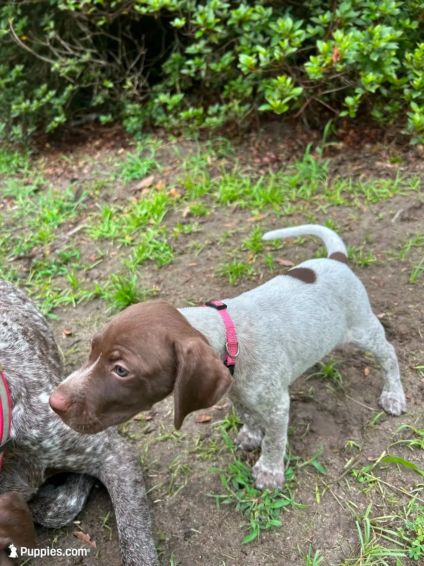 Molly, a female German Shorthaired Pointer for sale in Richmond Hill, GA – 6 of 6