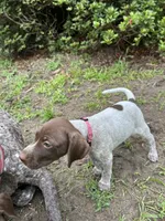 Molly/pink, a female German Shorthaired Pointer for sale in Richmond Hill, GA – 2 of 2