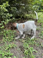 Bo/light blue , a male German Shorthaired Pointer for sale in Richmond Hill, GA – 4 of 5