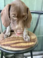 Brownie, a male German Shorthaired Pointer for sale in Richmond Hill, GA – 2 of 7