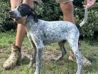 Blue, a male German Shorthaired Pointer and Pointer for sale in Richmond Hill, GA – 3 of 5
