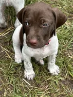 Champ/Red, a male German Shorthaired Pointer for sale in Richmond Hill, GA – 2 of 6
