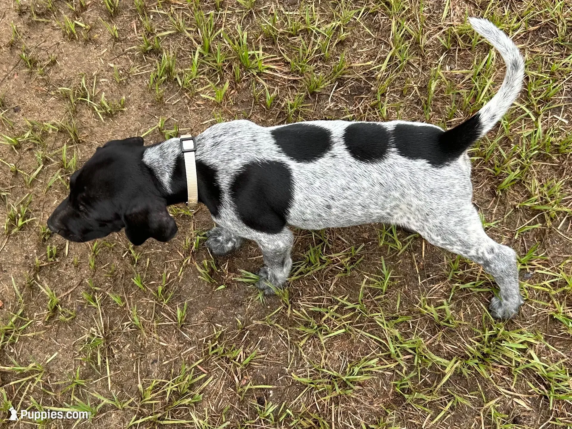 Moo cow/white, a male German Shorthaired Pointer for sale in Richmond Hill, GA – 3 of 6