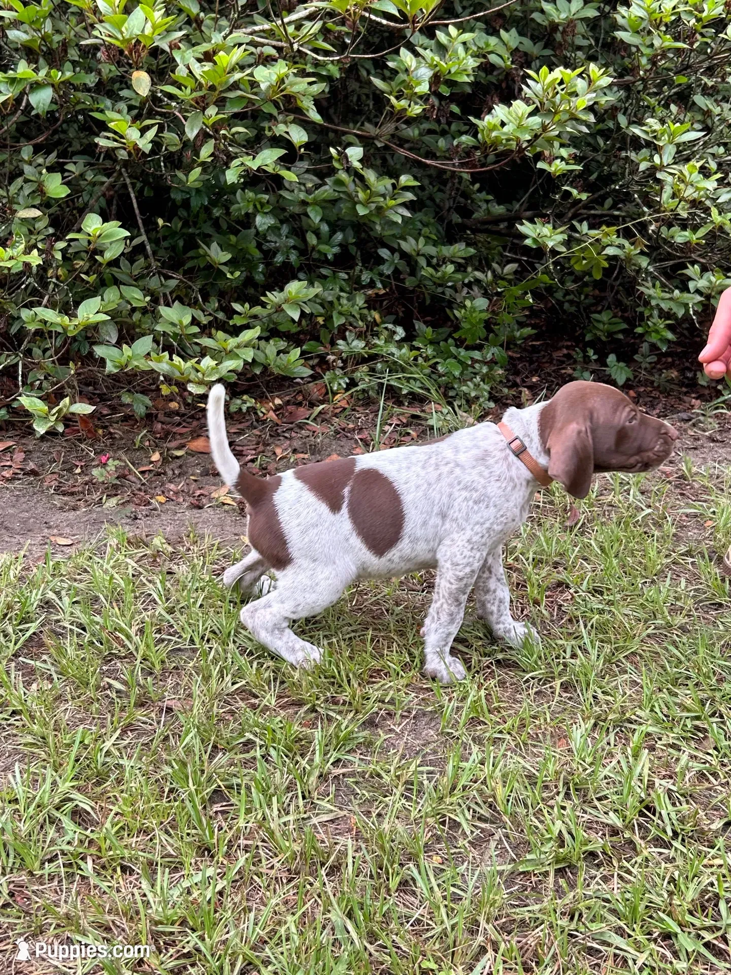 Bradley/Orange, a male German Shorthaired Pointer for sale in Richmond Hill, GA – 3 of 3