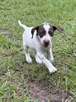 Banjo/green , a male German Shorthaired Pointer for sale in Richmond Hill, GA – 3 of 4