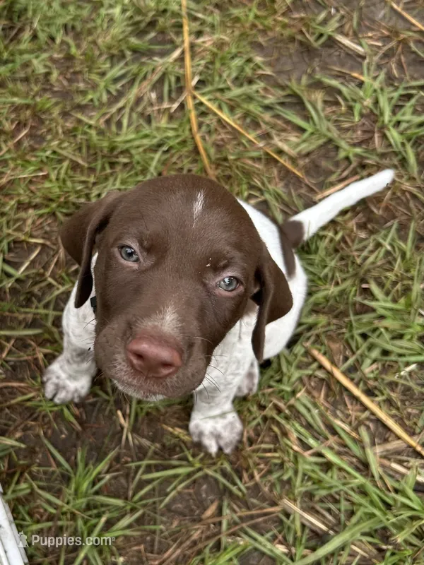 Bradley/Orange – German Shorthaired Pointer puppy for sale in Richmond Hill, GA