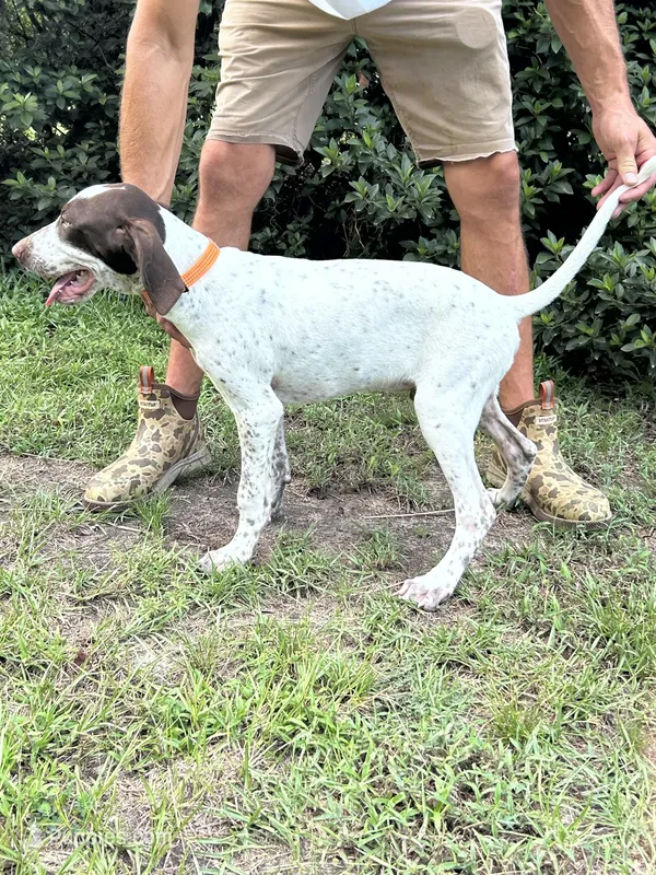Banjo – German Shorthaired Pointer puppy for sale in Richmond Hill, GA