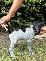 Moo cow/white, a male German Shorthaired Pointer for sale in Richmond Hill, GA – 6 of 6