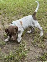 Bo/light blue , a male German Shorthaired Pointer for sale in Richmond Hill, GA – 5 of 5