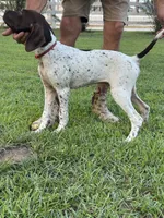 Champ/Red, a male German Shorthaired Pointer and Pointer for sale in Richmond Hill, GA – 2 of 4