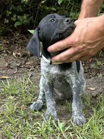 Moo cow/white, a male German Shorthaired Pointer for sale in Richmond Hill, GA – 2 of 6