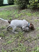 Bo/light blue , a male German Shorthaired Pointer for sale in Richmond Hill, GA – 3 of 5