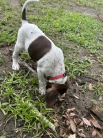 Champ/Red, a male German Shorthaired Pointer for sale in Richmond Hill, GA – 6 of 6