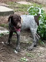 Brownie, a male German Shorthaired Pointer for sale in Richmond Hill, GA – 3 of 7
