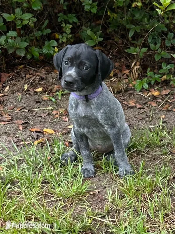Willow/purple – German Shorthaired Pointer puppy for sale in Richmond Hill, GA