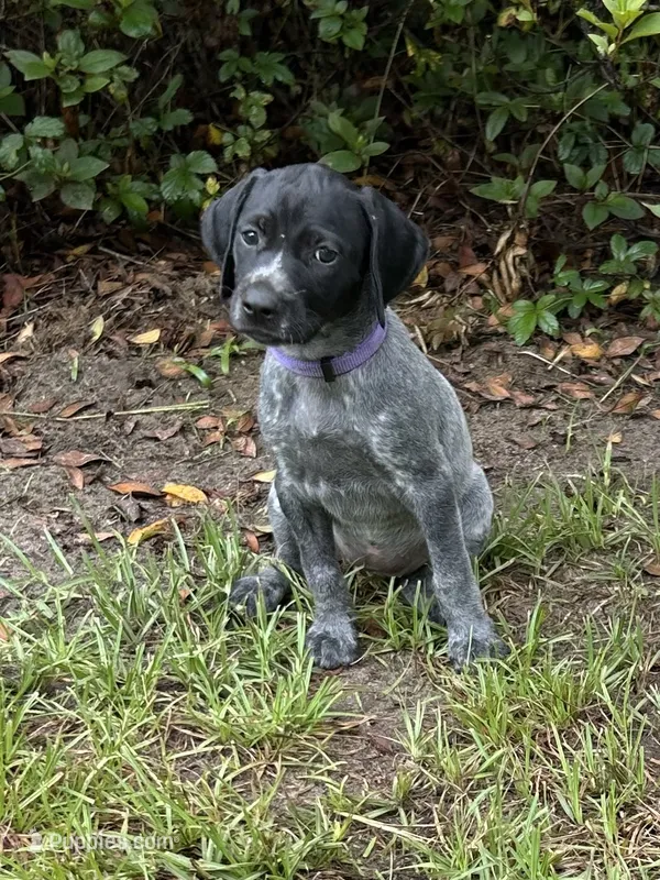 Willow/purple – German Shorthaired Pointer puppy for sale in Richmond Hill, GA