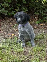 Willow/purple, a female German Shorthaired Pointer for sale in Richmond Hill, GA – 1 of 5
