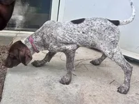 Molly, a female German Shorthaired Pointer for sale in Richmond Hill, GA – 4 of 6