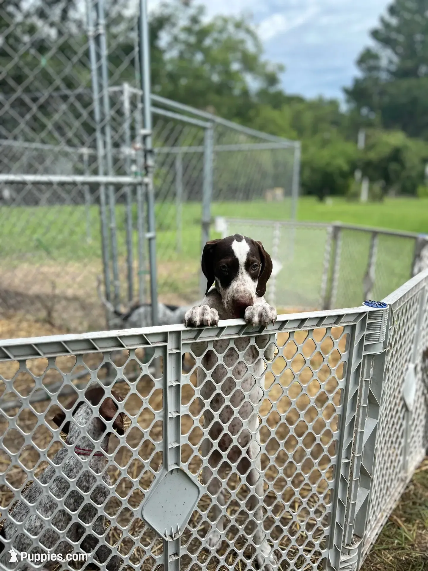 Banjo/green , a male German Shorthaired Pointer for sale in Richmond Hill, GA – 6 of 10