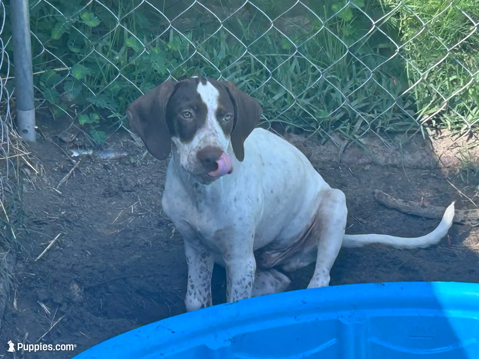 Banjo/green , a male German Shorthaired Pointer for sale in Richmond Hill, GA – 5 of 10