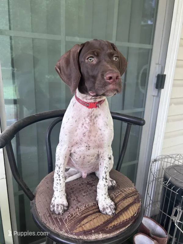 Champ/Red – German Shorthaired Pointer puppy for sale in Richmond Hill, GA