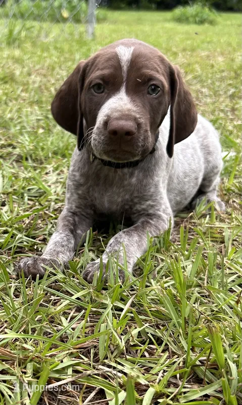 River/Black – German Shorthaired Pointer puppy for sale in Richmond Hill, GA